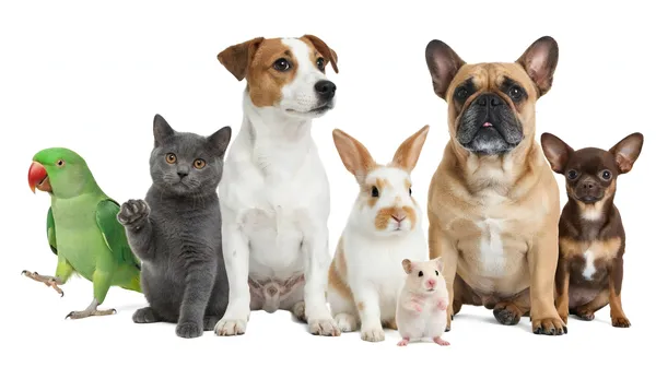 Vecteezya group of diverse pets including dogs cat rabbit hamster70316546