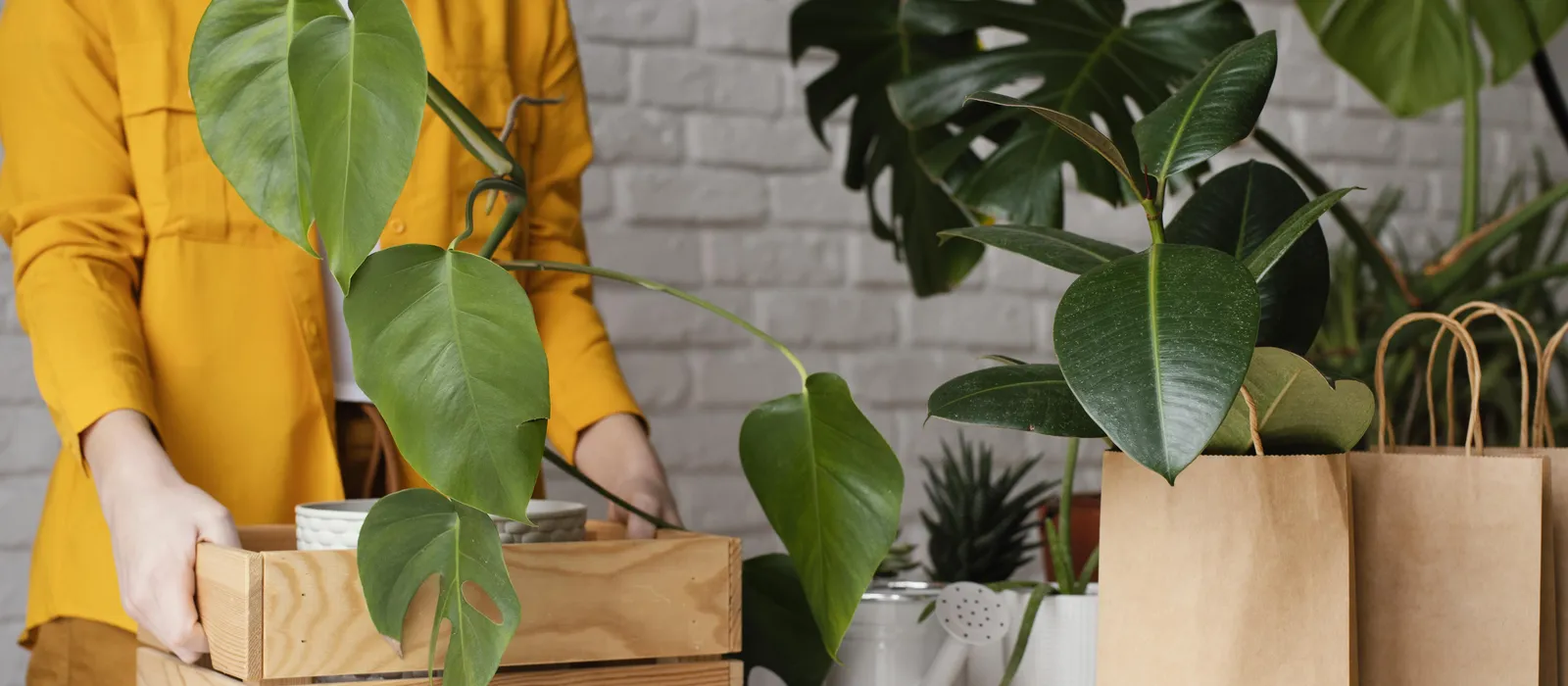 1762422291-woman-putting-plant-wooden-box