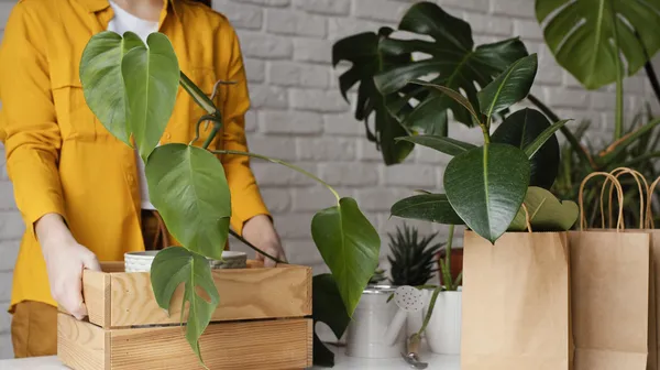 1762422291-woman-putting-plant-wooden-box